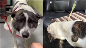 浪犬被狩獵「弓箭射穿頸」　和死神搶命！志工怒：會有報應（圖／翻攝自雲林縣關懷動物協會 臉書）