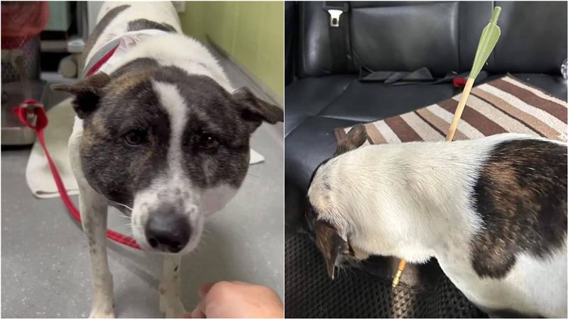 浪犬被惡意射殺！弓箭直穿脖子和死神搏命