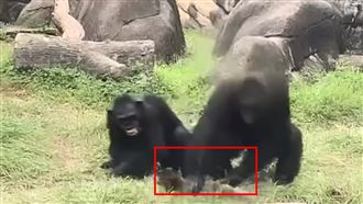 野生白鼻心疑闖被黑猩猩虐打　驚悚畫面曝