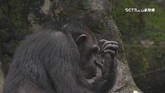 白鼻心闖猩猩園區　民眾：上了生命教育課