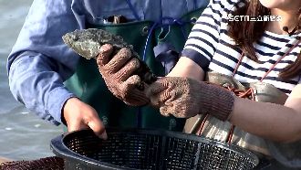 選前中國宣布解禁石斑　業者憂給利多介選