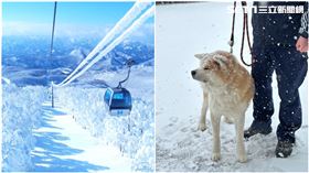 秋田犬，記者劉沛妘攝影