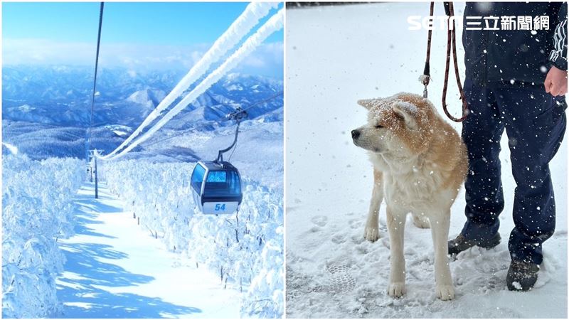 飛日本秋田玩秋田犬！還有絕美樹冰超夢幻