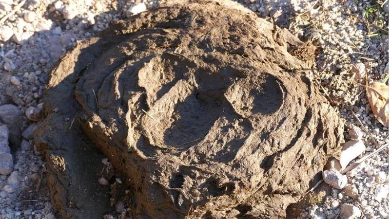 捐糞救人是真的！「微菌叢」可治腸道感染