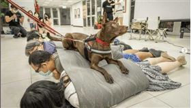 心輔犬,流浪犬,心輔犬,研究室,陳奕君,鍾皓羽,心輔犬,心流幸福研究室,宏達電,導盲犬,訓練師,最高等導盲犬,指導員,雙向協助