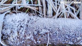 台中和平大雪山森林遊樂區小雪山區域降雪，下雪。（圖／翻攝畫面）