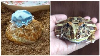 圖／兩隻角蛙「1死1冬眠」　你分得出來？