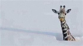 （圖／翻攝自極目新聞）