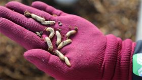 清潔隊養「黑水虻」每天吃200公斤廚餘（圖／翻攝自嘉義縣政府官網）