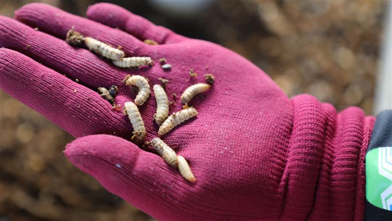 清潔隊養「黑水虻」　每天吃200公斤廚餘