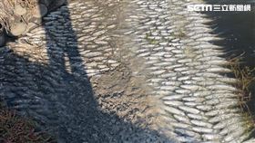 雲林縣台西鄉的魚塭出現大量虱目魚暴斃。（圖／陳文求提供）