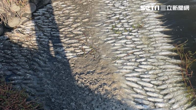 1萬台斤虱目魚突暴斃　台西業者撈到手軟