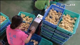 幫小雞打針底薪3萬　注射員：好像在玩