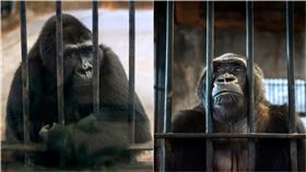 翻攝自Help 'Bua Noi' The Gorilla 臉書