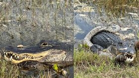 3m巨蟒大戰鱷魚！緊纏掙脫遭「血口爆頭」斷氣　牠累癱放空啃食（圖／翻攝自臉書）