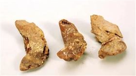 中國出土保存千年的餃子。（圖／翻攝自央視新聞）