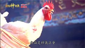 ▲公雞在道教信仰中代表聖潔。（圖／寶島神很大）