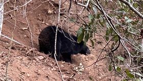 黑熊誤觸捕獸鋏困山區  林業署台中分署獲報馳援台中市和平區松茂部落居民26日在海拔高度約1690公尺的樹林內發現一隻台灣黑熊疑誤觸捕獸鋏受困，林業署台中分署獲報派員前往救援。（林業及自然保育署台中分署提供）中央社記者蘇木春傳真  112年12月26日