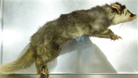 苗栗南庄首次檢出鼬獾狂犬病農業部動植物防疫檢疫署指出，11月29日在苗栗縣南庄鄉捕捉的鼬獾於安置期間出現食慾不振、疑似癲癇等異常情況，12月26日送農業部獸醫研究所檢驗，27日確診感染狂犬病，為苗栗南庄首度檢出鼬獾狂犬病陽性案例。（農業部獸醫研究所提供）中央社記者楊淑閔傳真  112年12月27日