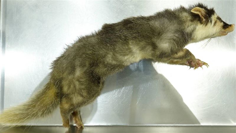 恆春第3例鼬獾狂犬病　加開疫苗巡迴注射