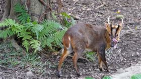 圖／動物園提供