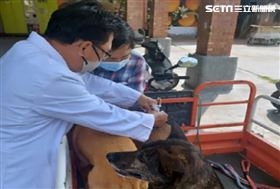 苗栗南庄傳鼬獾狂犬病  縣府：請保持距離（圖／翻攝畫面）