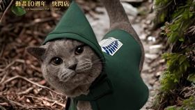 調查兵團寵物服。（圖／木棉花提供）