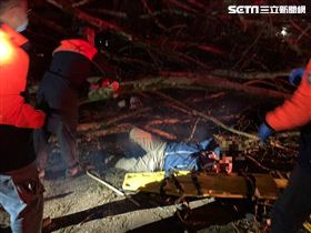 新／南投地理中心碑巨樹倒　3人頭破送醫(圖/翻攝畫面)