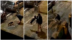 台南,虐狗,科基,丟雞蛋