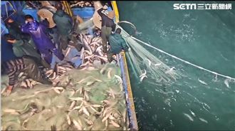 創歷年紀錄！每灑網都中　2萬尾烏魚入港