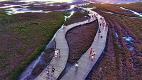 高美濕地(台中市政府提供)