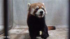 日本小貓熊「未來」。圖／臺北市立動物園臉書