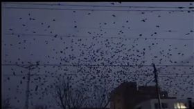 日本,地震,令和6年能登半島地震,能登,災情,烏鴉,強震https://twitter.com/TigerM274320/status/1741777026883944592?ref_src=twsrc%5Etfw%7Ctwcamp%5Etweetembed%7Ctwterm%5E1741777026883944592%7Ctwgr%5E1e838318b4fa0f35d6c1f5de198dad