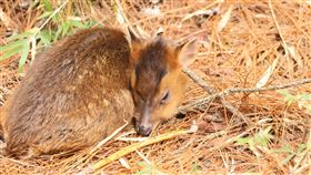 小山羌與媽媽失散  玉山塔塔加凍死玉山國家公園管理處志工2023年最後一天在塔塔加遊憩區發現一隻小山羌，無助伏臥草地許久，玉管處塔塔加管理站人員獲報，立即到場請遊客與幼羌保持距離，盼由母羌接回，可惜牠疑因撐不過夜間低溫，於1日清晨凍死。（玉山國家公園管理處提供）中央社記者蕭博陽南投縣傳真  113年1月2日