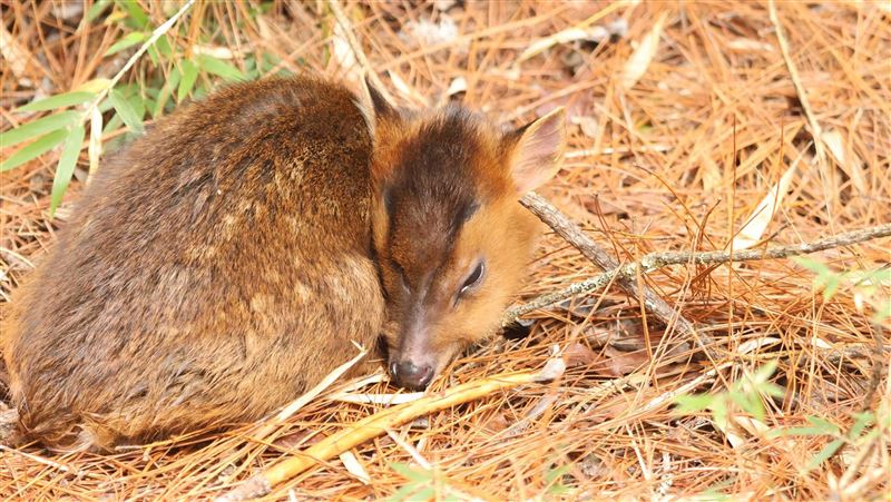小山羌與媽媽失散　跨年夜撐不過凍死玉山
