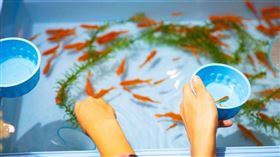 夜市撈金魚帶回家後總是很快死掉，達人就曝當中原因。（示意圖／翻攝自pexels）