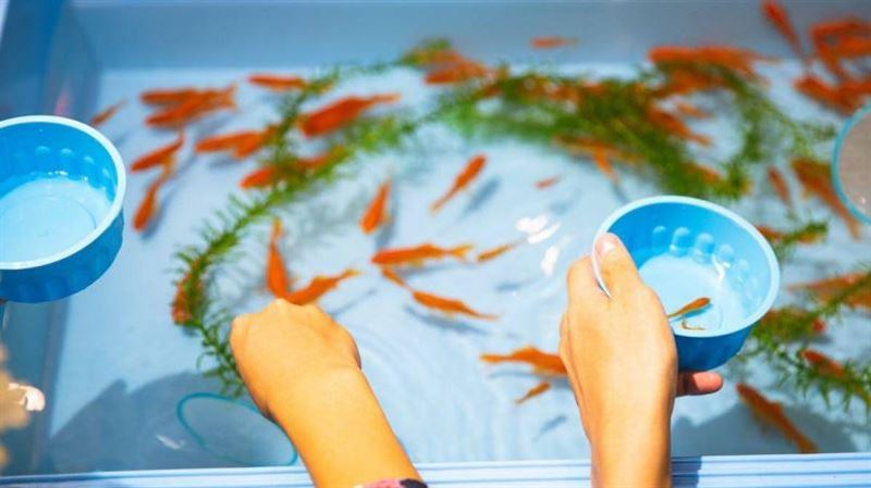 夜市「撈金魚」回家都死超快？達人揭秘辛