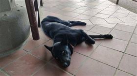 ▲嘉義縣表藝中心驚傳毒狗案，駐地浪犬1日下午誤食毒餌後出現中毒症狀。（圖 ／嘉義縣家畜疾病防治所提供）