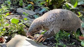 卡努雨災重創奧萬大遊客減  穿山甲悠閒逛大街奧萬大國家森林遊樂區112年8月遭颱風卡努雨災重創，經重建112年11月第1階段試營運，採團客預約制，由於遊客數量減少，有遊客日前幸運目睹穿山甲悠閒散步。（農業部林業及自然保育署南投分署提供）中央社記者蕭博陽南投縣傳真  113年1月3日