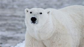 polar bear(Pixabay)