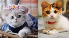 大陸獸醫院推「米老鼠耳朵」貓狗整形（圖／翻攝自微博）