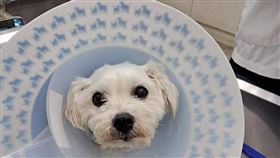 新北洪男不但家暴妻兒，還在公園虐殺認養的瑪爾濟斯。（圖／翻攝自臉書）