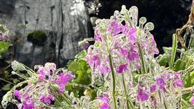 武陵農場今多處出現結冰現象。（圖／翻攝自武陵農場粉絲專頁）