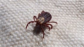 壁蝨(翻攝自 Pixabay)