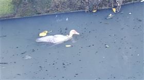 新北,動保處,紅面番鴨,塔寮坑溪,大排,救援