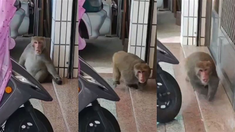 他見胖獼猴說好肥遭追　嚇譙5字喊對不起