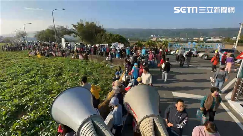 彰化數千人免費拔蘿蔔　7分鐘拔光3萬顆