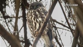 運動公園「嬌」點！二級保育類「褐鷹鴞」驚現宜蘭