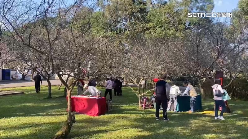 角板山梅花季登場　近300株梅花綻放