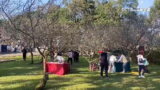 角板山梅花季登場　近300株梅花綻放